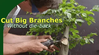 Safely Remove Big Branches When Building Bonsai