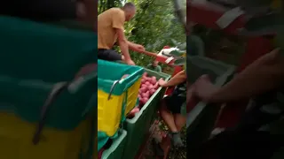 13 September 2023 Apple picking with my colleagues in laives Bolzano Bozen Italy.