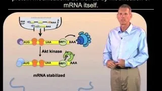 Summary of mRNA pathways - Roy Parker (Boulder/HHMI)