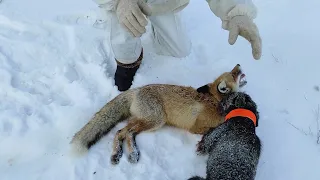 Охота на лис. Охота с ягдтерьером.                           German Jagdterrier on the hunt