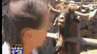 Spitting goat video