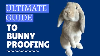 ULTIMATE GUIDE TO BUNNY PROOFING | How to Rabbit Proof