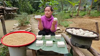 Harvesting Soybean & Tofu Processing Process - Cooking - Lý Thị Ca