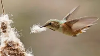 Nest Building of Engineer Bird_Rufous Hornero Nest Building. #birds #nesting #animals #nest