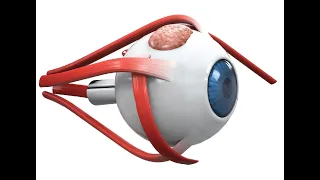 Anatomy of the Eye and the Special Sense of Sight or Vision