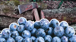 If this trick works we get almost infinite firewood AND blueberries!