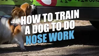 How to Train A Dog to Do Nose Work (And Some Training Ideas)
