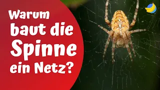 Warum baut die Spinne ein Netz?🕷️| Die kuriosesten Kinderfragen