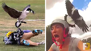 15 ANGRY Bird Attacks Caught On Camera