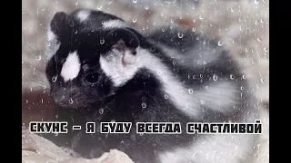 Скунс - Я Буду Всегда Счастливой|Шоу "Маска-4"|[5-Выпуск🌧]