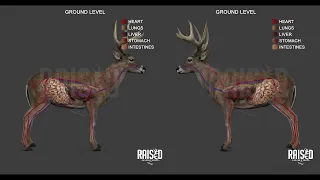 Deer Shot Placement | Whitetail Deer Anatomy | 3D Graphic Tool
