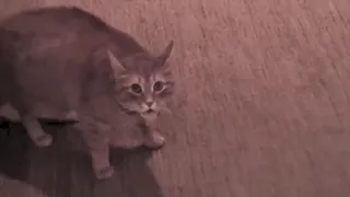 Evil Cat Meowing Aggressively, Then ATTACKS