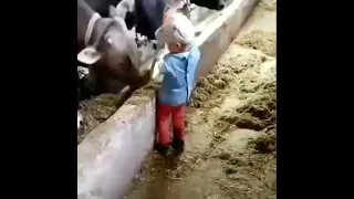 Маленькая девочка кормит коров. Маленькая девочка бьёт корову лопатой.