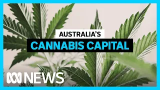 How Australia's most radical cannabis laws are coping two years later | ABC In-Depth