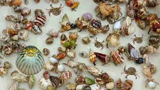 GET A LOT! Cute hermit crabs and conchs, snails, clams, crabs, Nemo fish, puffer fish