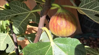 France. Figs. Инжиры, работа на участке. Французский сорт Eaubonne и снова красавица Синьора Росс.