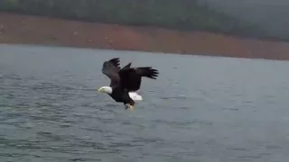 BALD EAGLE CATCHING A FISH