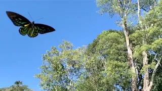 Birdwing Butterflies Male & Female SloMo