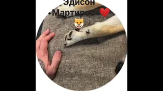 Эдисон и Марти неразлучимы❤🐶