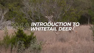 Introduction To Whitetail Deer