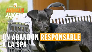 Un abandon responsable à la SPA - Animaux à adopter