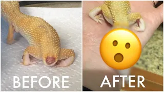 Elia’s New Tail | Tail Regeneration in Leopard Geckos