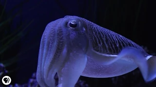 Cuttlefish: Disco Camouflage Chameleons of the Sea