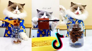 💕 that little puff tiktok compilation | cooking cat