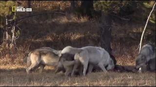 Восхождение чёрного волка Документальные фильмы, передачи HD