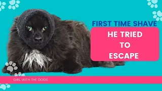 Matted cat attempts multiple escapes | Cat grooming