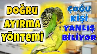 MUHABBET KUŞU AYIRMA YÖNTEMİ DOĞRU BİLİNEN YANLIŞLAR !