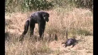 Chimpanzee mother learns about her dead infant