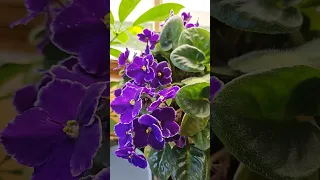 3 African violets in a pot blooming at last!