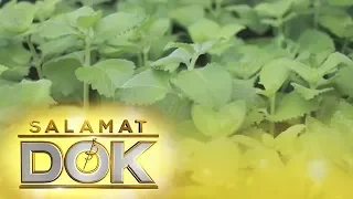 Salamat Dok: Health benefits of Oregano