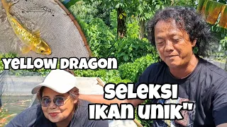 Seleksi ikan unik antik" | Putra koi farm Blitar