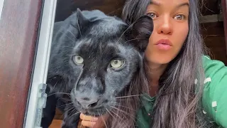 The reaction of Luna the panther to the new animal 🙈 (partially) (ENG SUB)