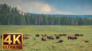 Yellowstone Bisons - Relaxing Scene in 4K Ultra HD - 40 minutes of Nature Sounds and Birds Singing