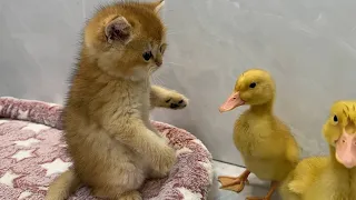 So cute funny😂!The process of kitten and the duckling making friends.Video of ducklings and kittens