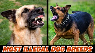 15 Most Illegal Dog Breeds On The Planet in Action