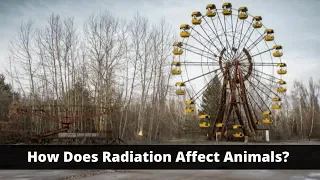 How Does Radiation Affect Animals?