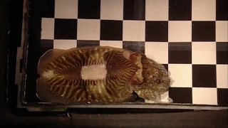 PBS Nova Documentary Collection: Cuttlefish Kings of Camouflage
