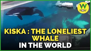 Kiska: The Loneliest Whale in the World