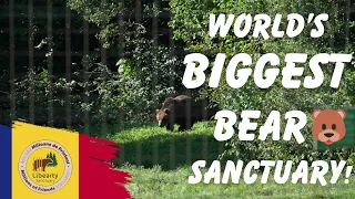 The WORLD's BIGGEST BEAR Sanctuary is in Zărnești Romania! 🐻🐻🐻 - Romania travel vlogs