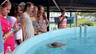 Only In The Keys: The Turtle Hospital