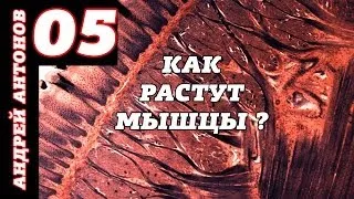 Как же все-таки растут мышцы ?