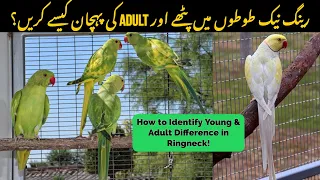 How to Identify Young & Adult Parrots in Indian Ringneck Parrots? |Tips & info | By RDA 2022