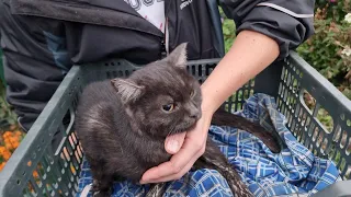 😯💔На дороге нашли сбитую кошку | Ветеринары поняли что дтп это не причина атоофии ног Saving cats