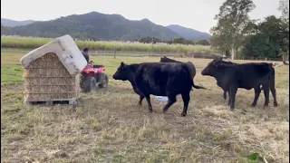 Building a Round Bale Hay Feeder for the Cows for $50 - They Love It!