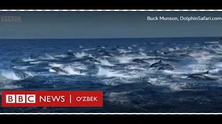 Дунё, табиат: Делфинлар издиҳомини кўрганмисиз? - BBC News O'zbek