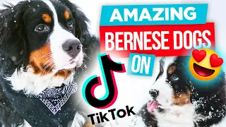 The Most AMAZING Bernese Mountain Dogs on TikTok | Video Compilation of Funny & Cute Bernese Dogs